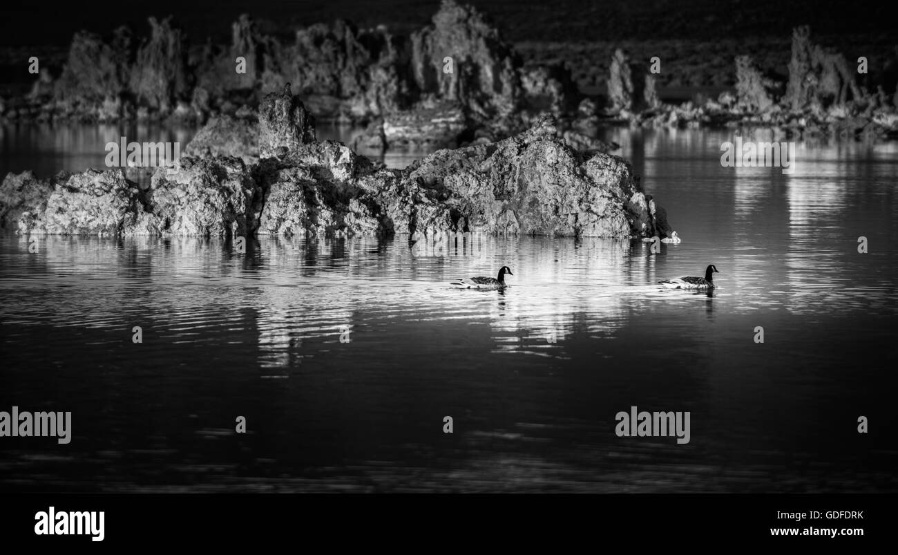 Kanadagänse schwimmen vor Kalzium Kalkstein Mono Lake Kalifornien Black and White Photography Stockfoto