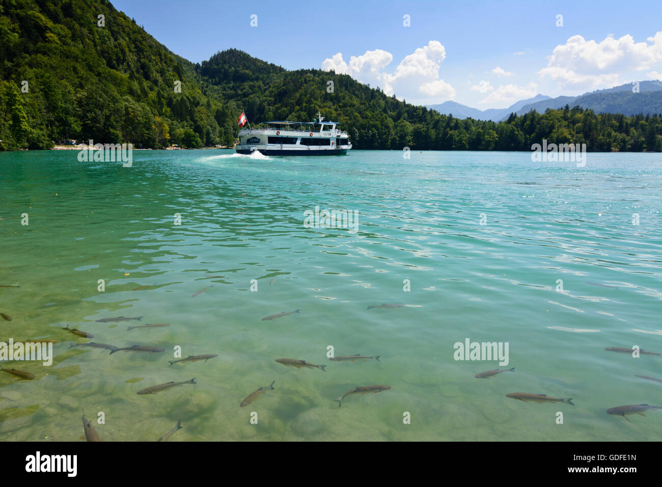 Sankt Gilgen: Ausflugsboot auf See Wolfgangsee in der Bucht von Fürberg und Fisch im Wasser, Österreich, Salzburg, Salzkammergut Stockfoto