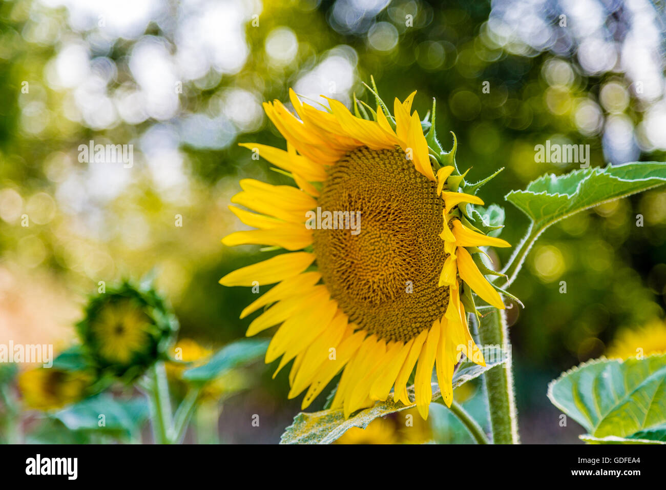 Schließen Sie oben von Sonnenblumen vermittelt ein Gefühl von Traurigkeit und Einsamkeit Stockfoto