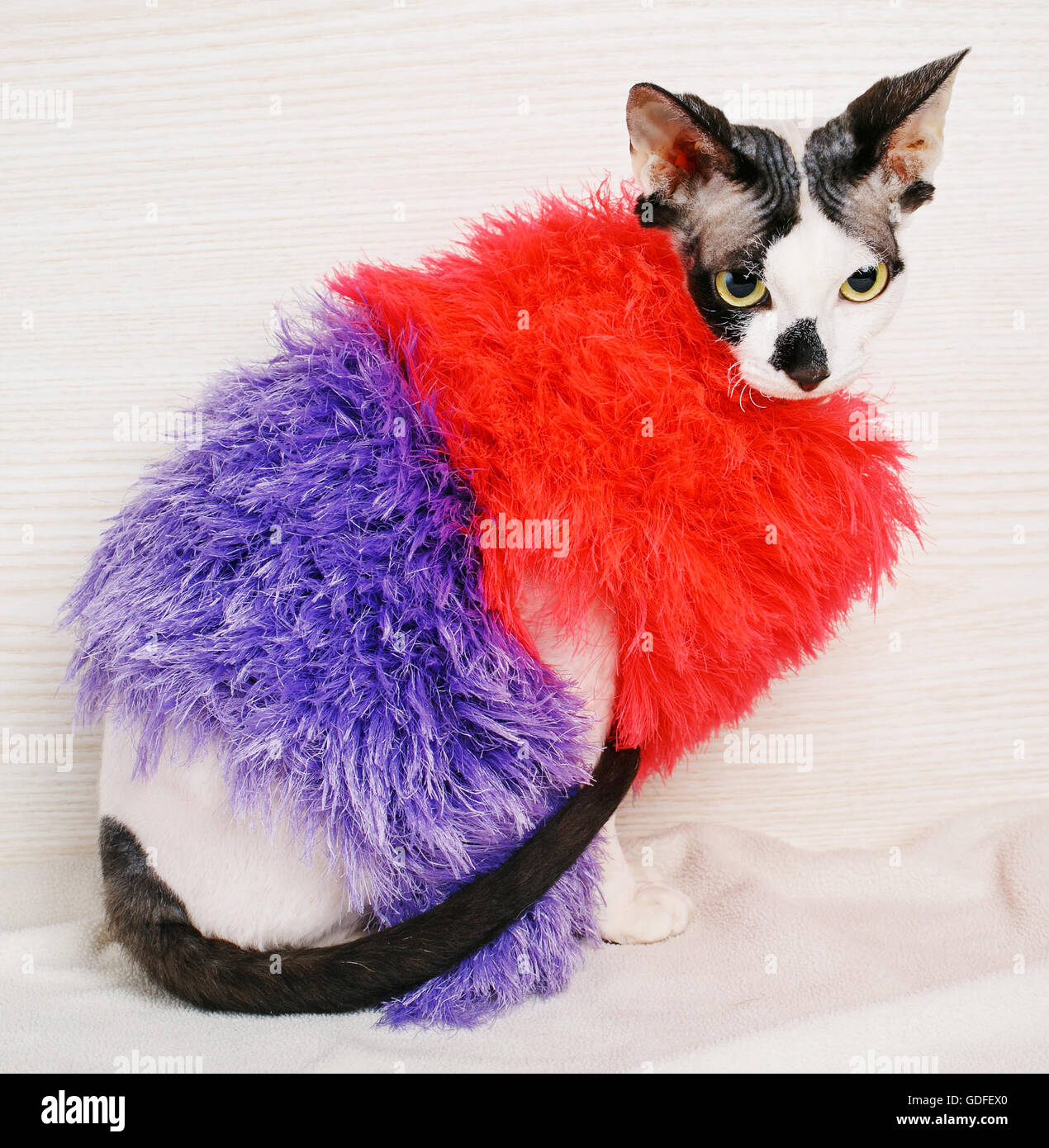 Sphynx Katzen, rot und lila Pullover tragen Stockfoto