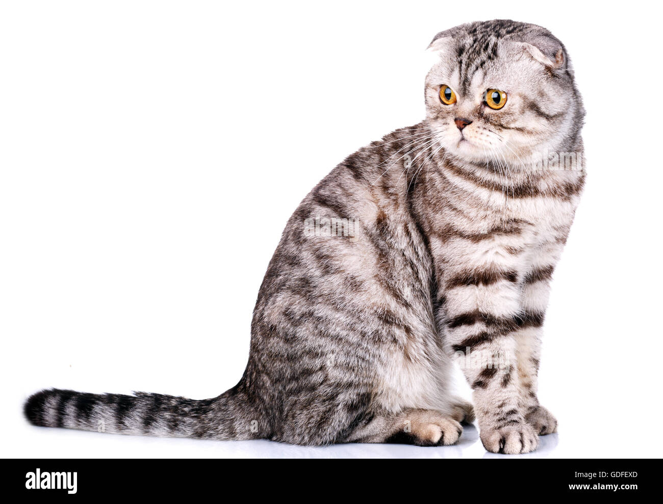 Scottish fold Katze bicolor Streifen auf weißem Hintergrund Stockfoto