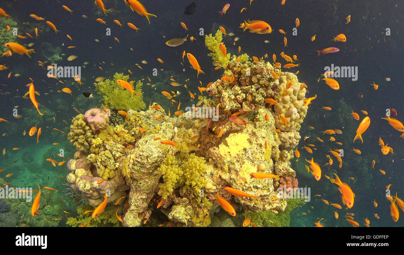 Tropische Fische auf lebendige Korallenriff Unterwasser-Szene Stockfoto