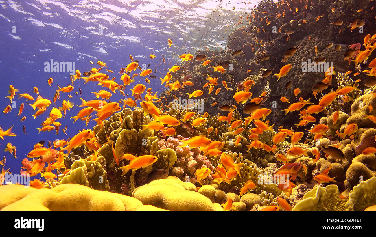 Tropische Fische auf lebendige Korallenriff Unterwasser-Szene Stockfoto