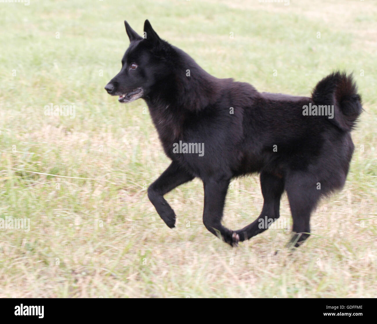 Norwegischer Elchhund schwarz Stockfoto