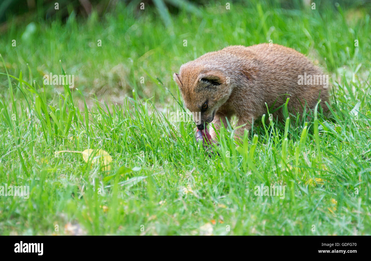 Mungo Herpestidae Essen Beute auf dem grünen Rasen im freien Stockfoto