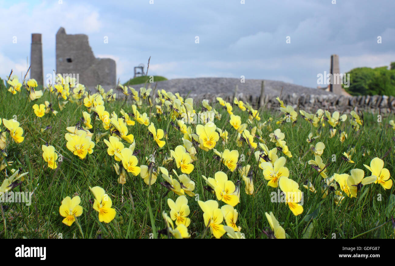 Wild Flowers UK. Wildes Stiefmütterchen, Viola lutea, wächst auf dem ehemaligen Bleibergbaugelände der Magpie Mine im Peak District National Park, Derbyshire, Großbritannien Stockfoto