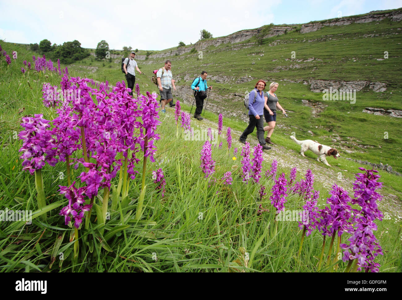 Wanderer passieren an einem warmen Frühlingstag von wilden Orchideen auf einer schönen Route durch Cressbrook Dale, Peak District, Derbyshire, UK Stockfoto