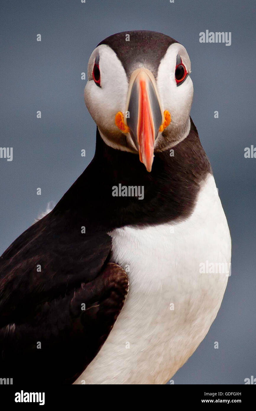 Papageitaucher, Isle of May Stockfoto