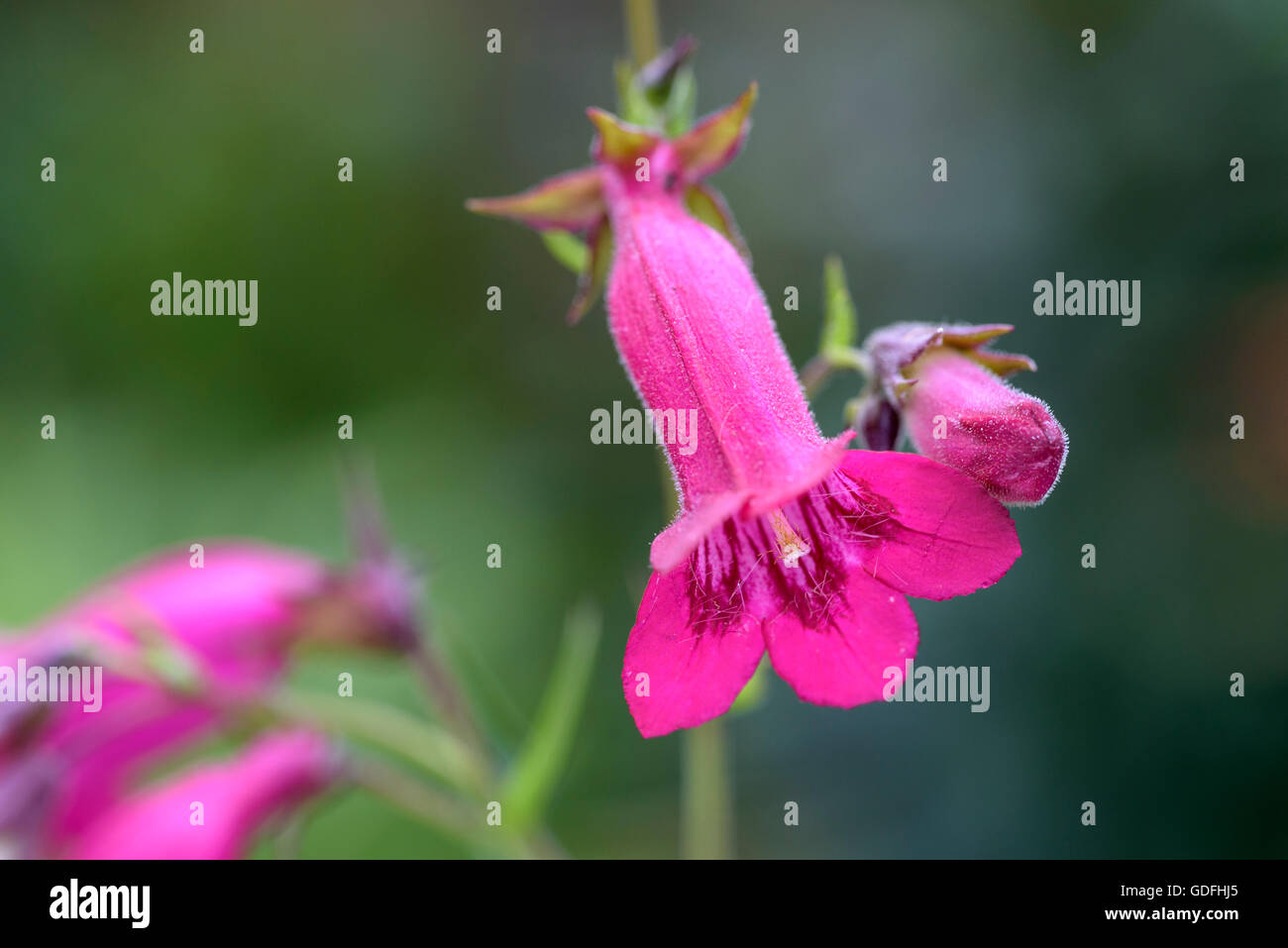 Penstemon Andenken ein Friedrich Hahn, Granat. Rote Trompete geformte Blüten. Stockfoto