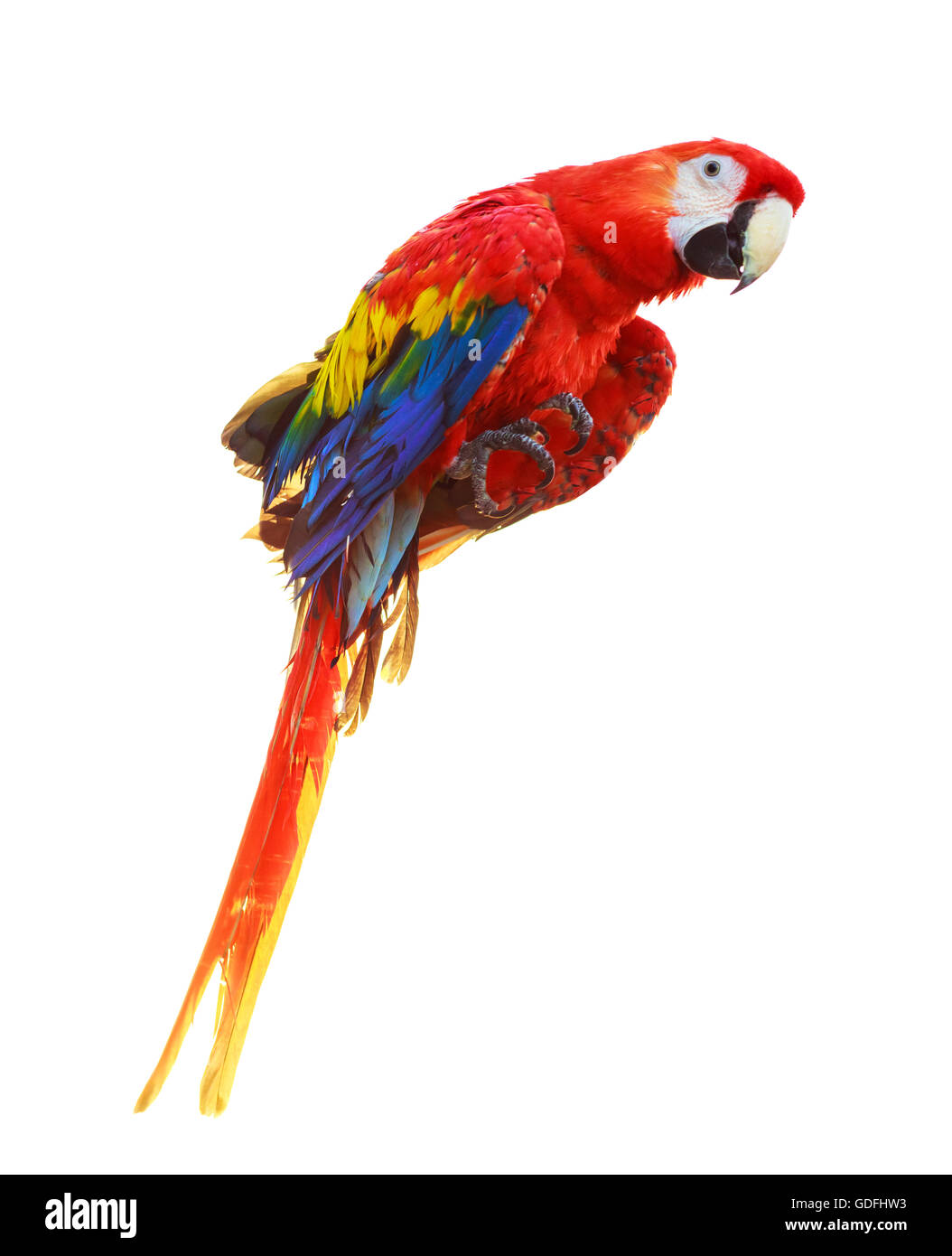 Bunte rote Papagei Ara isoliert auf weißem Hintergrund Stockfoto