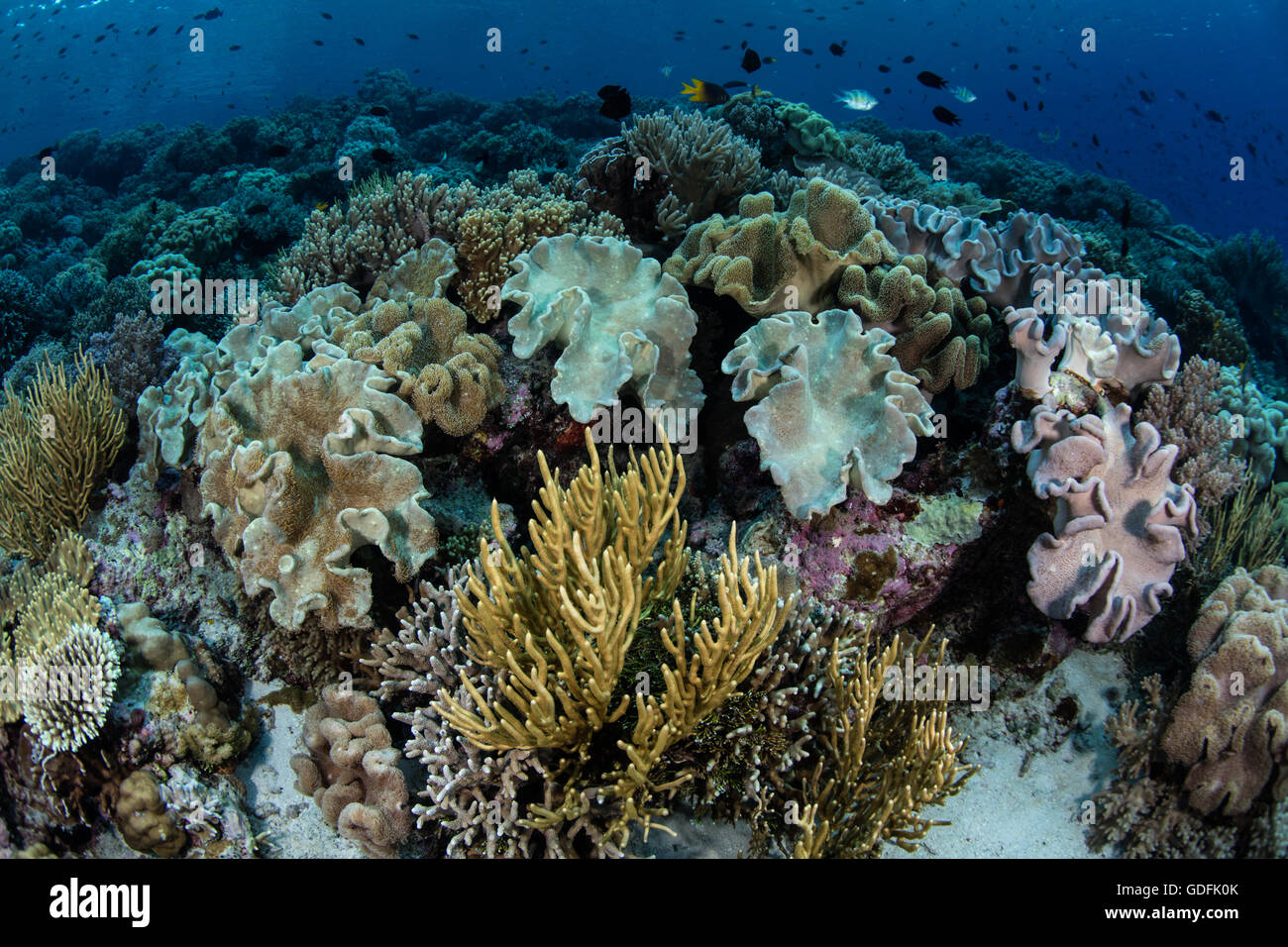 Ein gesundes Korallenriff wächst in Wakatobi Nationalpark, Indonesien. Dieses Gebiet ist bekannt für seine außergewöhnliche Artenvielfalt. Stockfoto