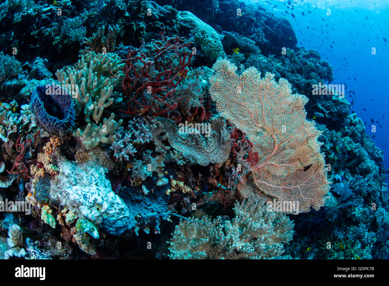 Eine vielfältige und bunte Korallenriff wächst in Wakatobi Nationalpark, Indonesien. Stockfoto