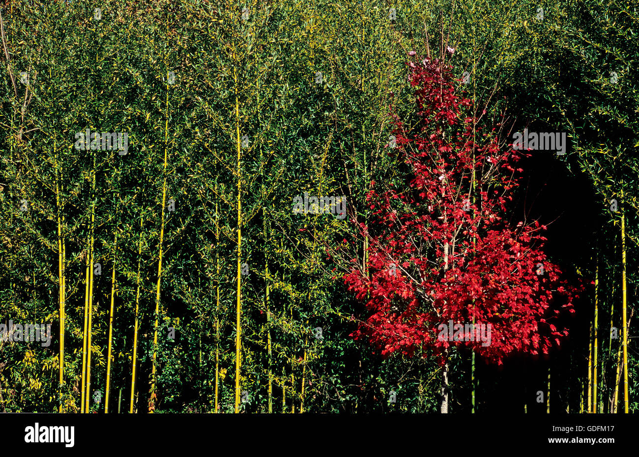 Eine leuchtend rote Birke wächst bis tief in die Herbstsaison vor einer Gruppe von leuchtend grünen Bambusbäumen. Stockfoto