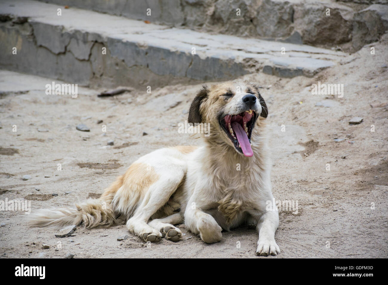 Pelzigen streunender Hund Gähnen Stockfoto