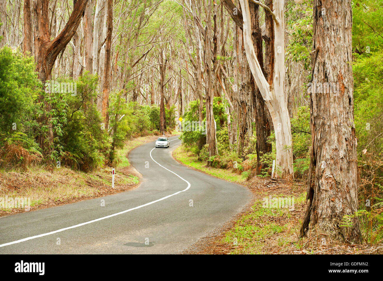 Auto auf einer Straße durch alten Eukalyptus-Wald. Stockfoto