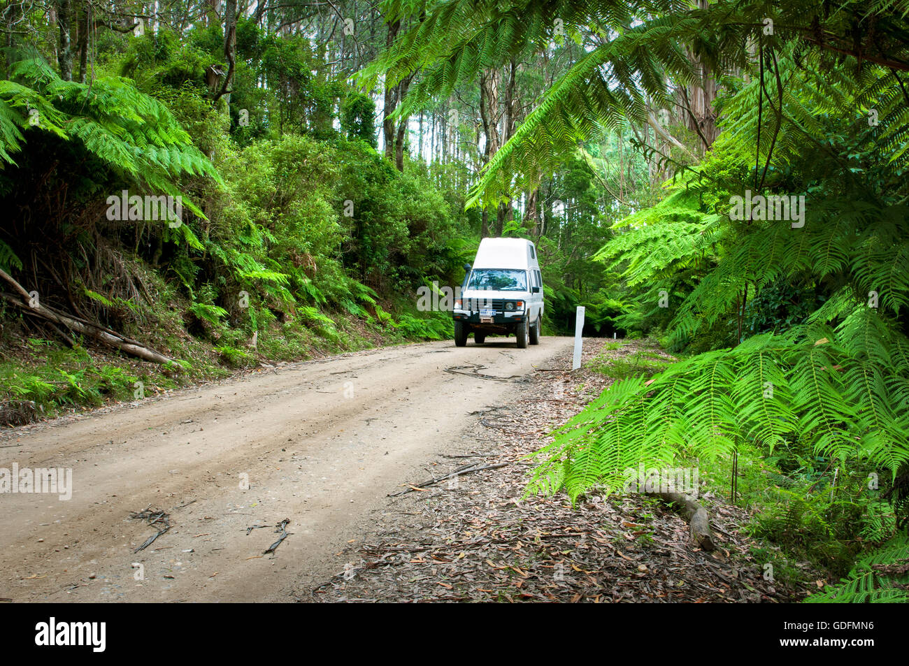 Regenwald-Track im Tarra-Bulga Nationalpark. Stockfoto