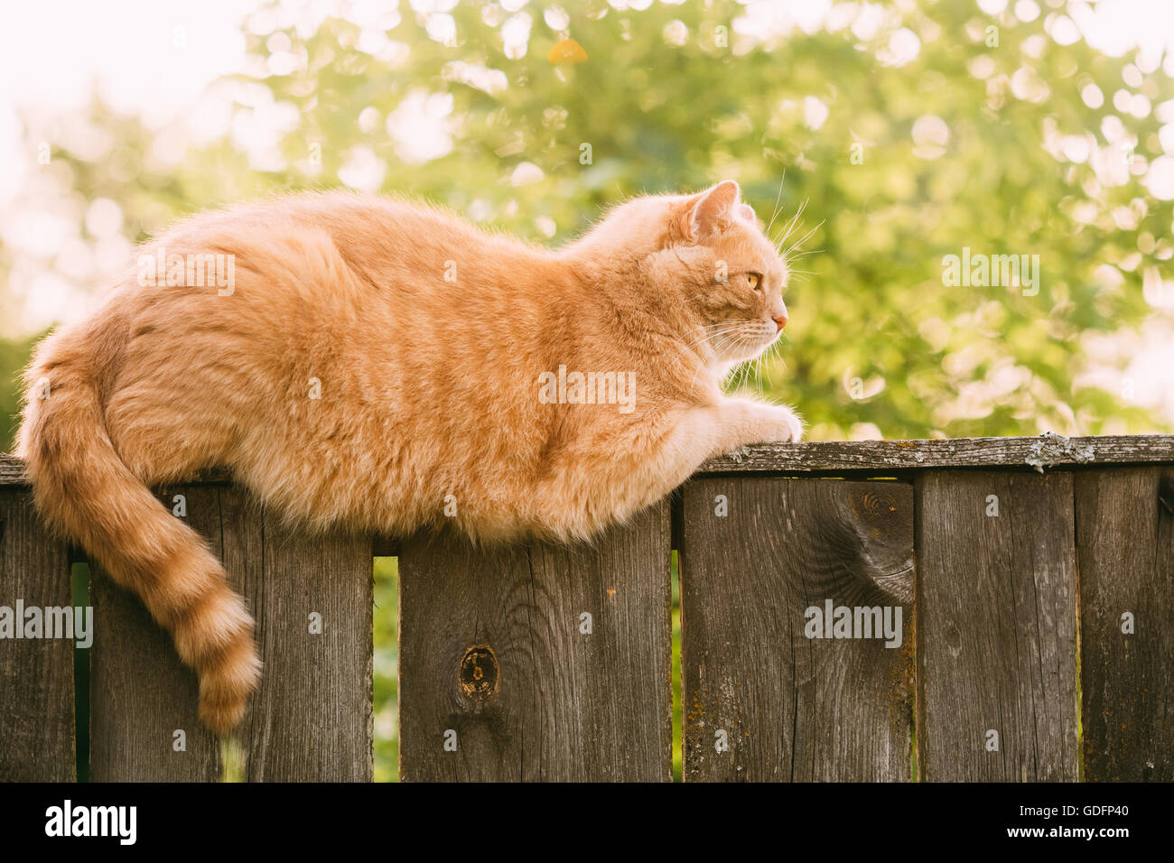 Lustige dicke rote Katze auf Zaun im sonnigen Sommertag Stockfotografie -  Alamy