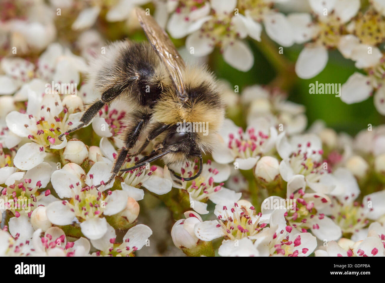 Heide Hummel (Bombus Jonellus) Fütterung auf Blüten der Eberesche eine Vilmorin Stockfoto
