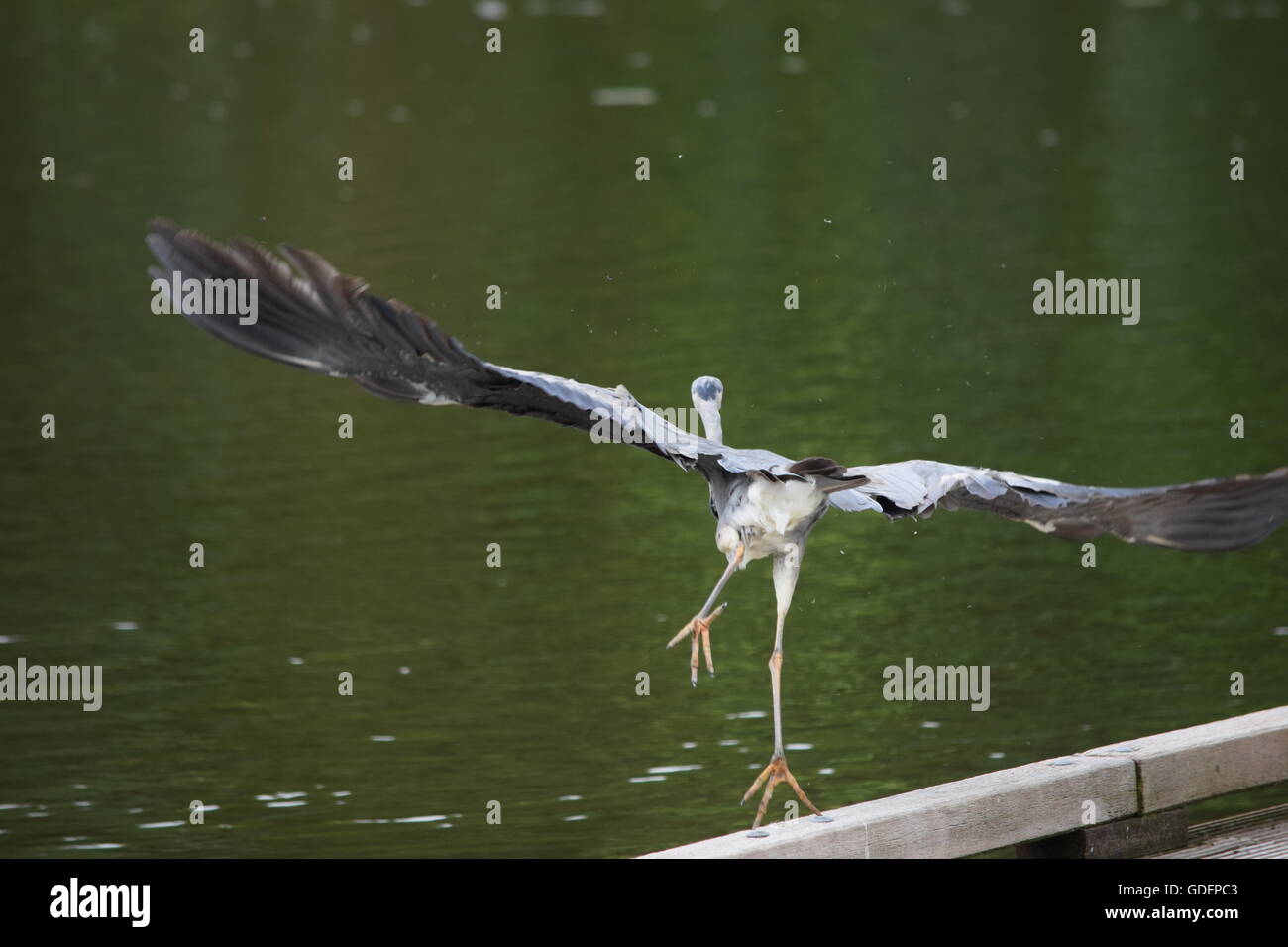 Heron nur Ausziehen aus dem deck Stockfoto