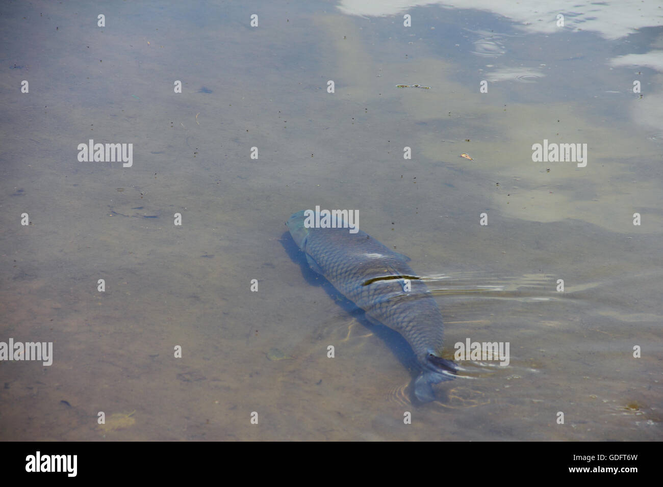 Große bachforelle Fotos und Bildmaterial in hoher Auflösung Alamy
