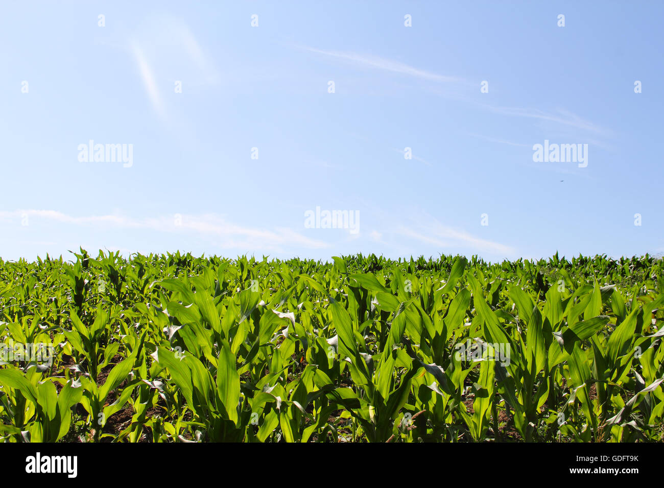 Grün-Mais-Feld unter blauem Himmel am Sommertag Stockfoto