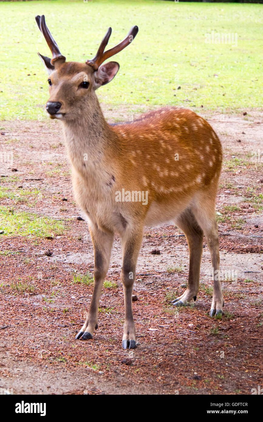 Ein Sika Reh im Nara-Park. Stockfoto