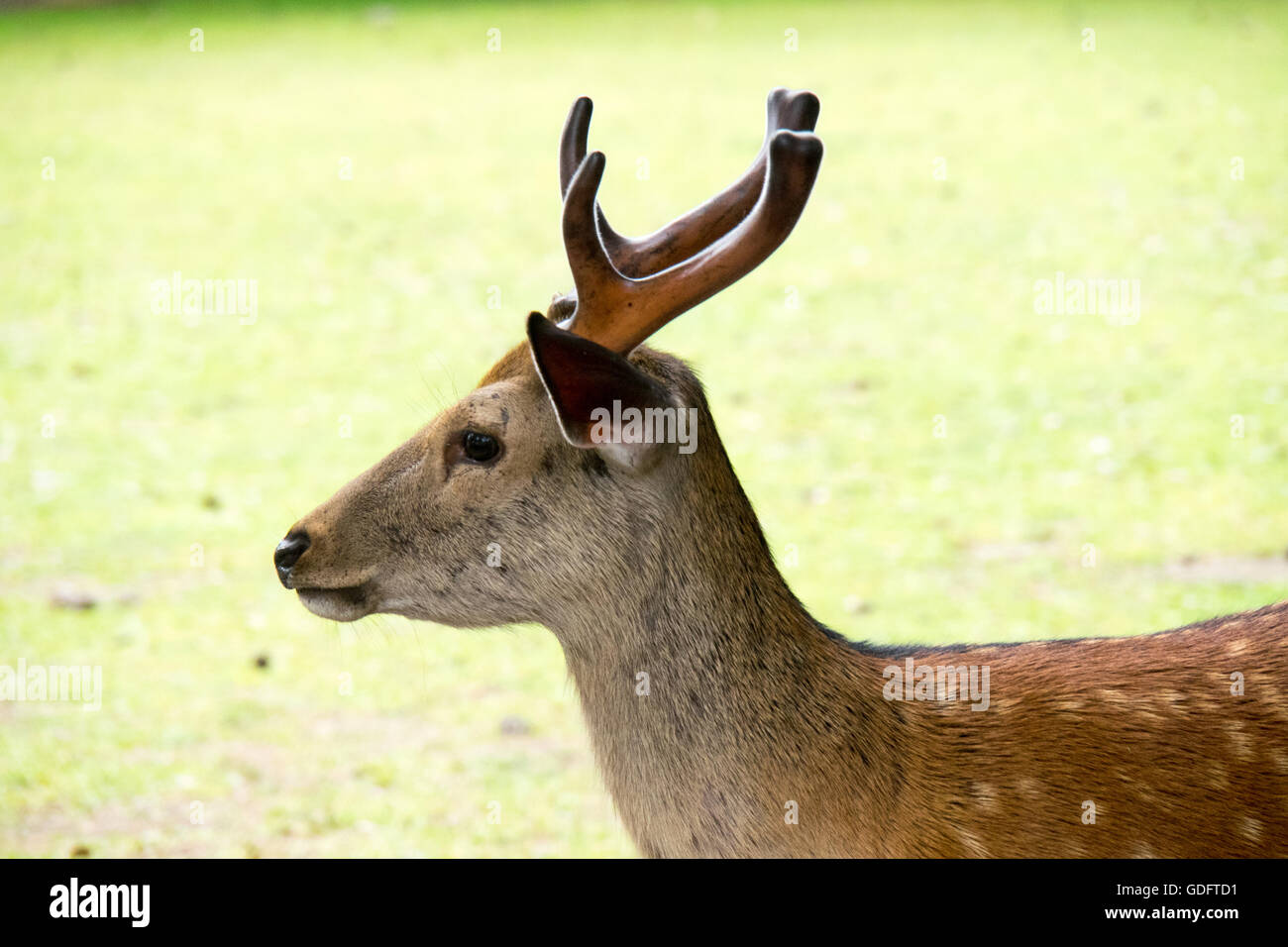 Ein Sika Reh im Nara-Park. Stockfoto
