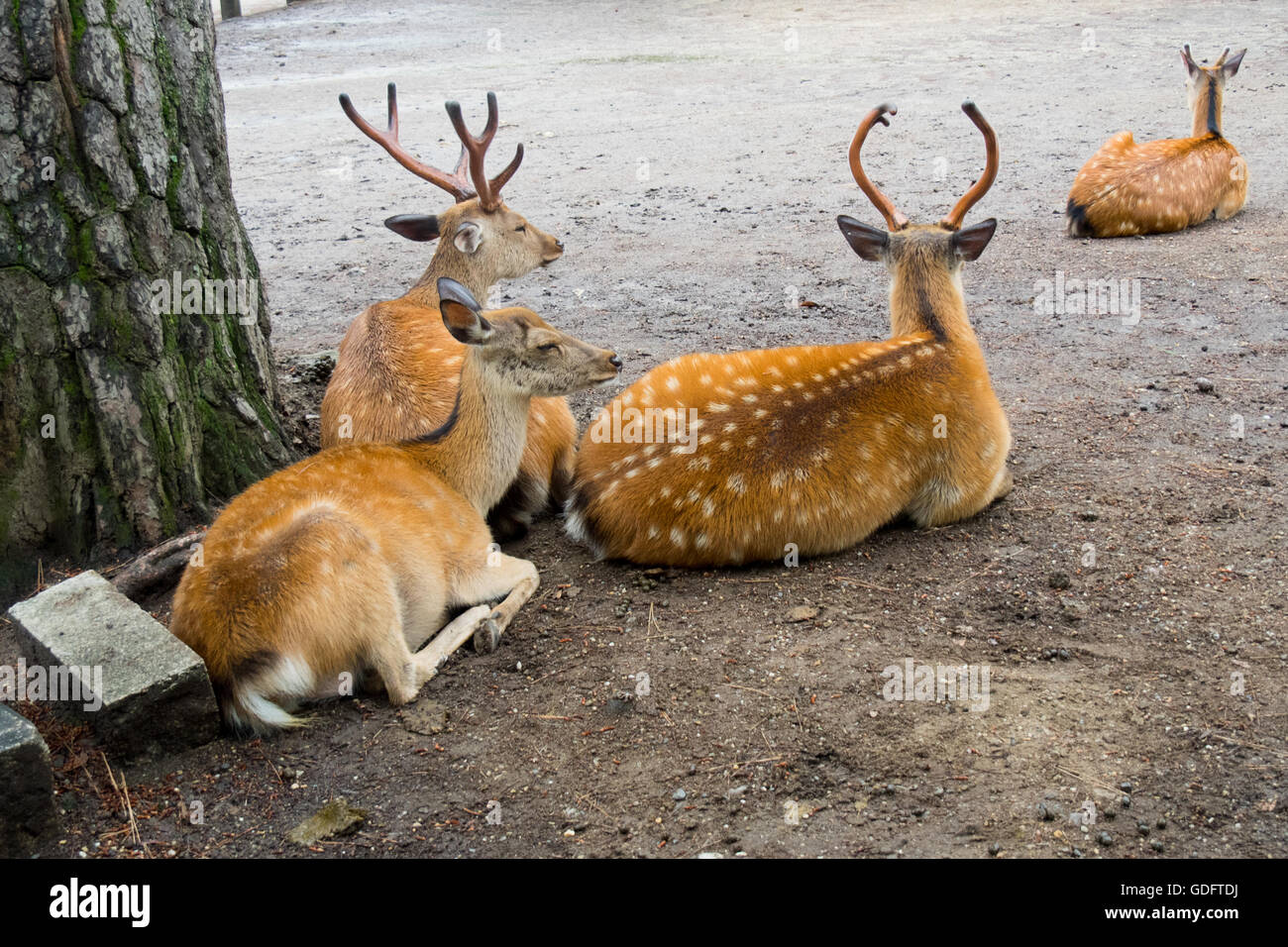 Sika Hirsche in Nara-Park. Stockfoto