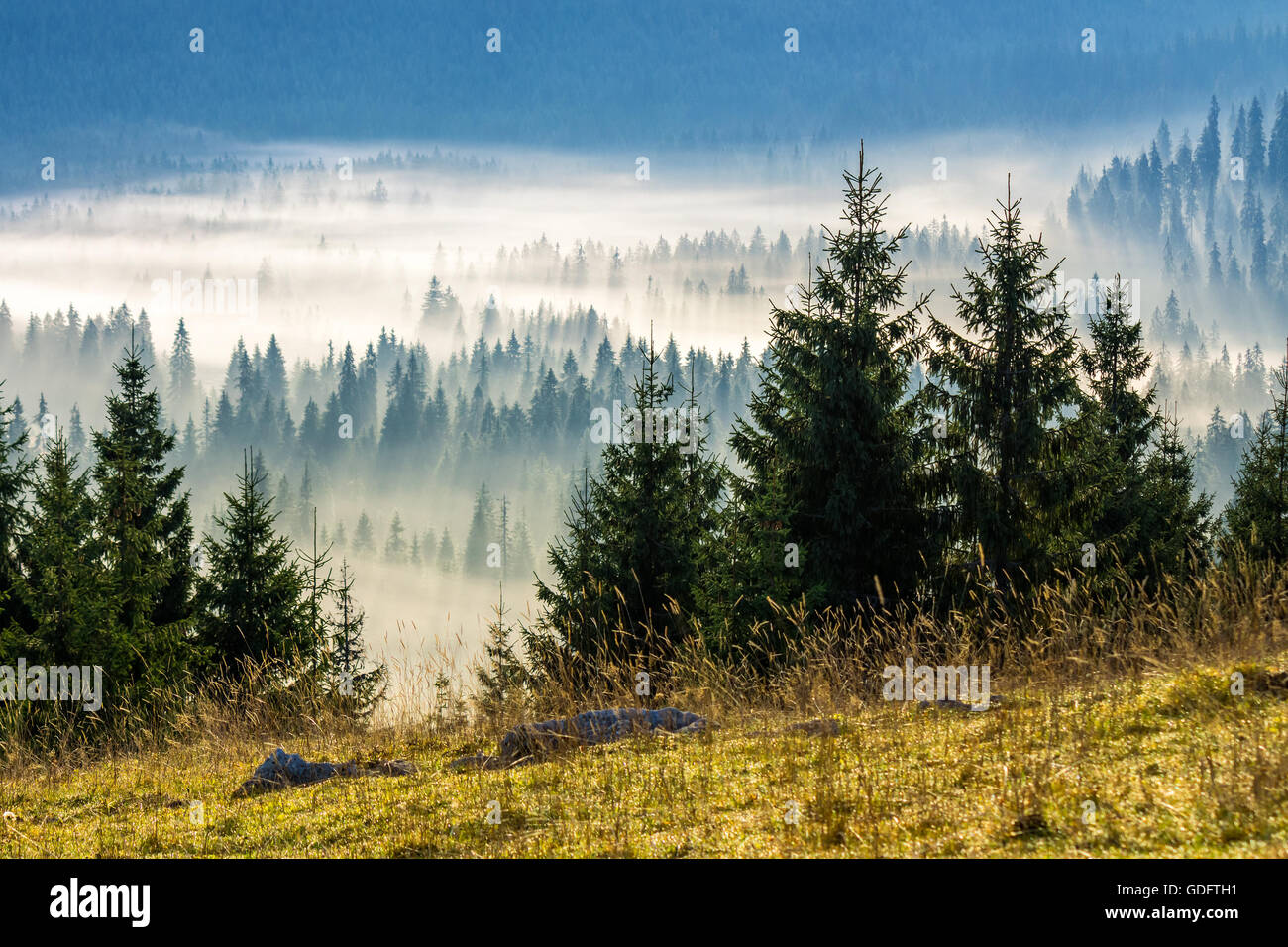 Tannen auf einer Wiese unten den Willen, Nadelwald in nebligen Bergen Rumäniens Stockfoto