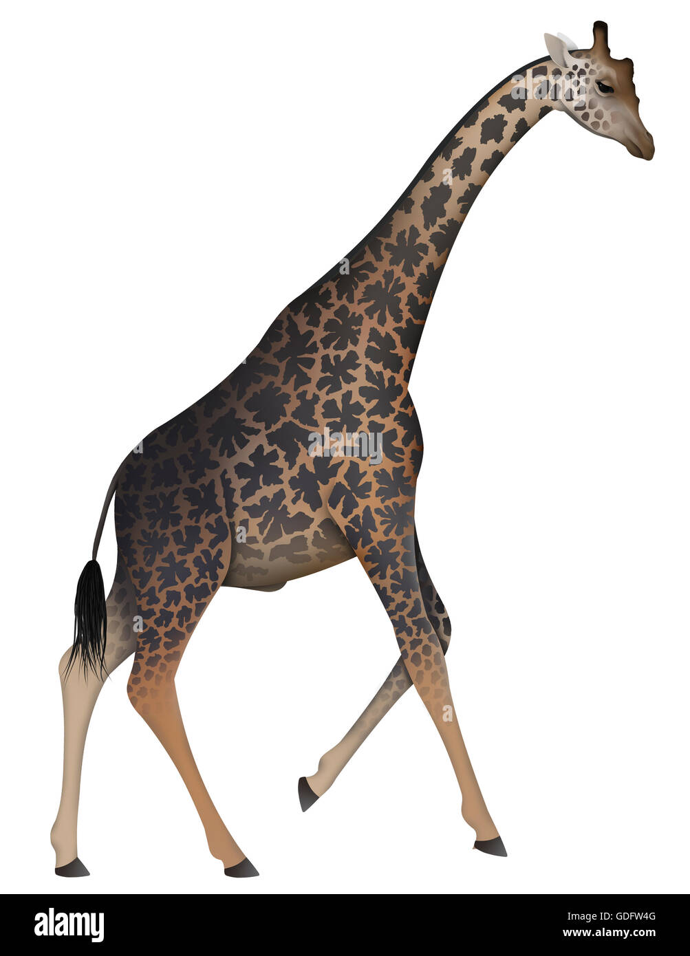 Männlichen Erwachsenen. Die Masai-Giraffe ist die größte Unterart der Giraffe. Wohnhaft in Kenia & Tansania. Stockfoto