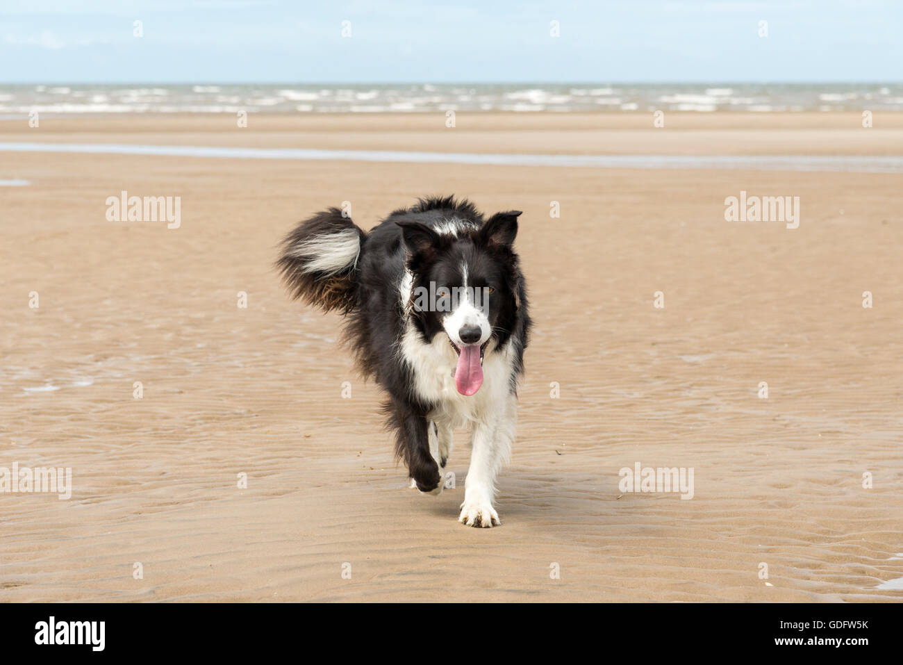 Glücklich Border-Collie an einem Sandstrand. Fuß in Richtung der Kamera mit dem Meer im Hintergrund. Stockfoto