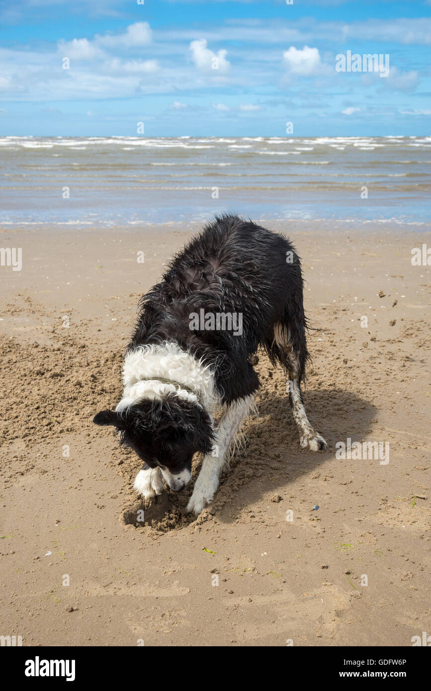 Border-Collie Hund Spaß graben auf einem Strand in Formby Punkt, Merseyside, England. Stockfoto