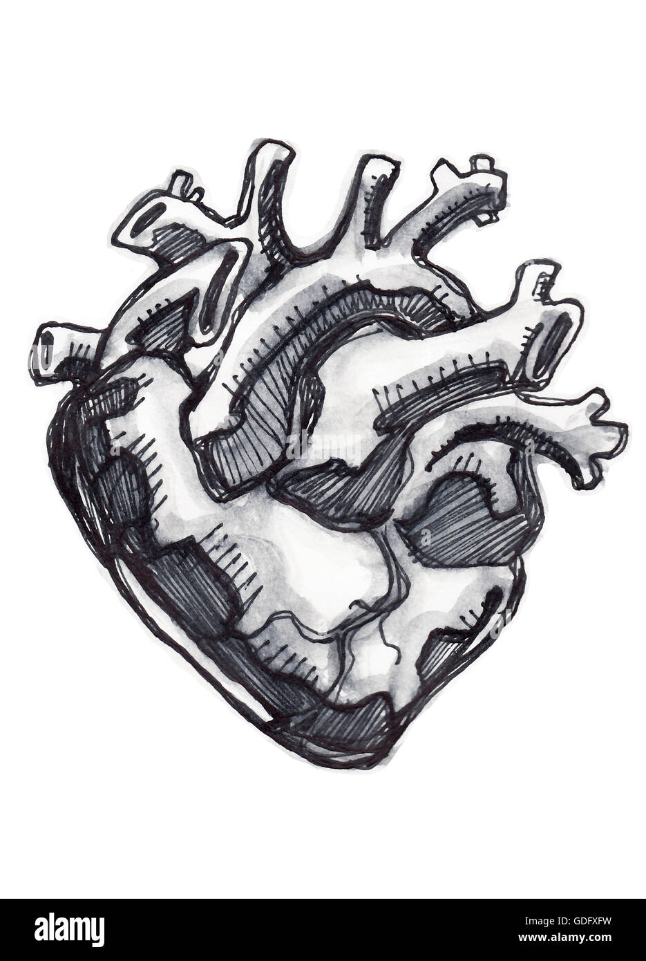 Handgezeichnete Illustrationen oder Zeichnung eines menschlichen Herzens Stockfoto