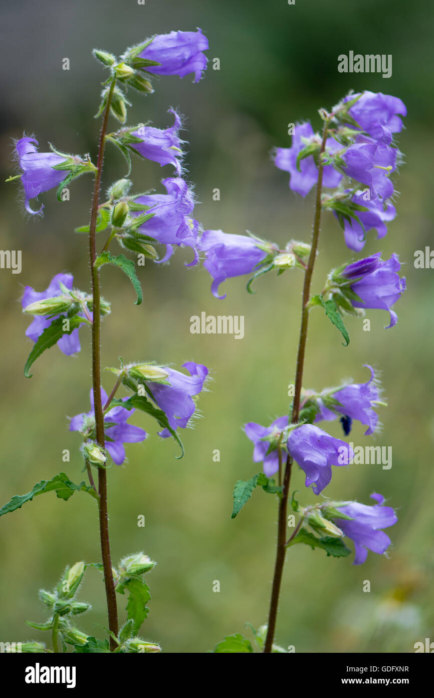 Brennnessel-blättrige Glockenblume (Campanula Trachelium). blaue Wildblumen in der Familie Campanulaceae, ursprünglich aus Großbritannien und Dänemark Stockfoto