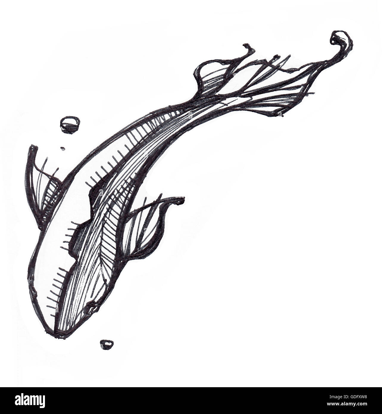 Handgezeichnete Illustrationen oder Zeichnung von einem schwimmenden Fischen Stockfoto