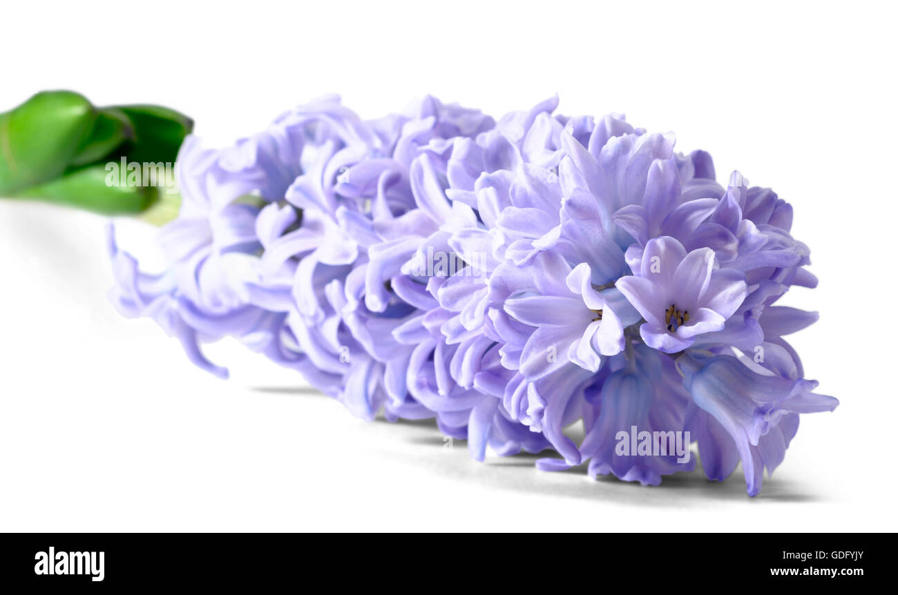 lila Hyazinthe Blüte auf weiß Stockfoto