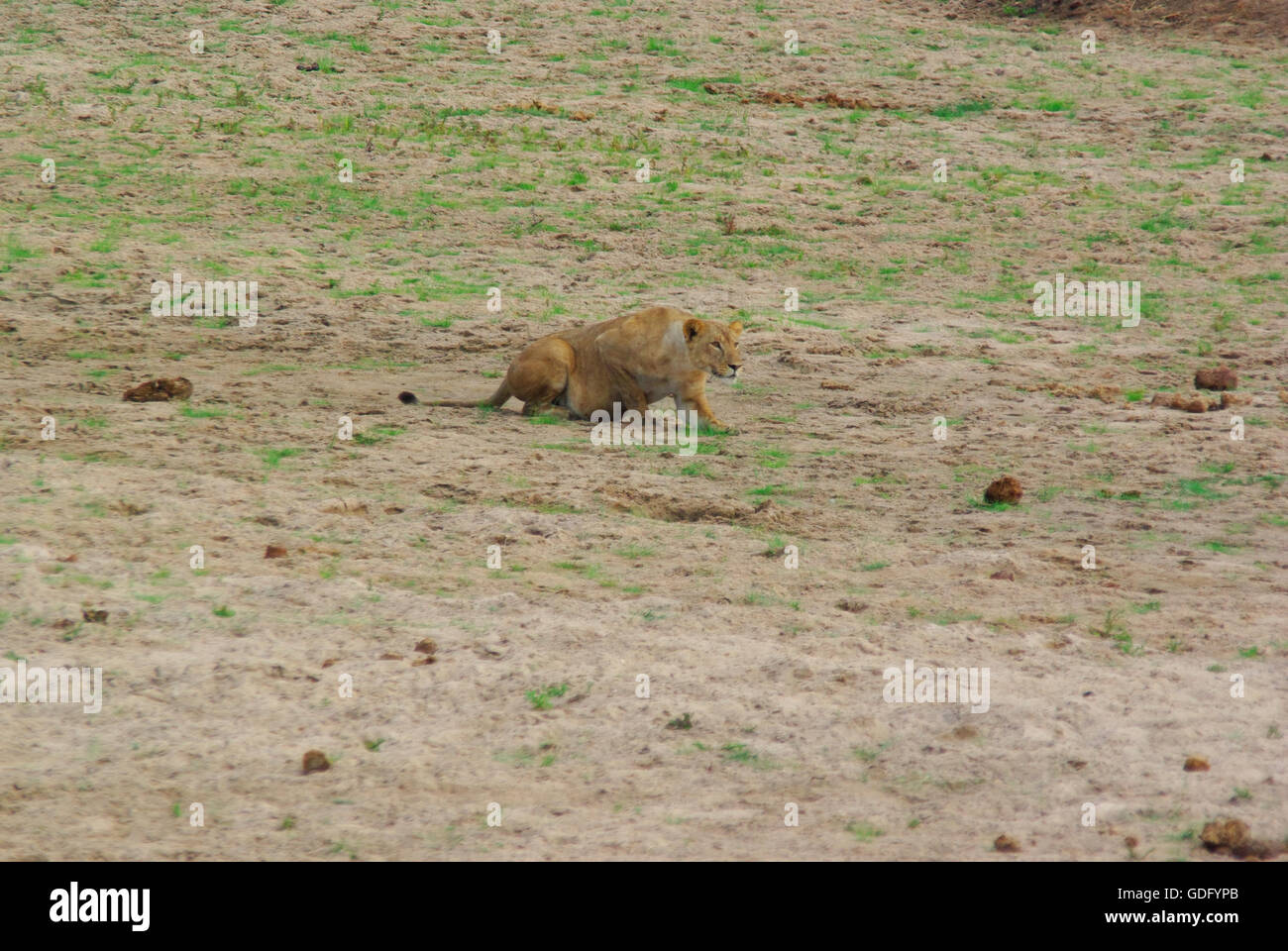 Löwenjagd Stockfoto