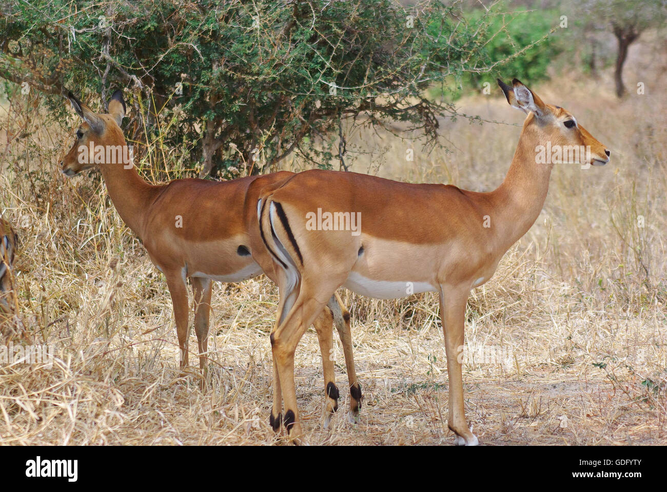 Gazelle Stockfoto