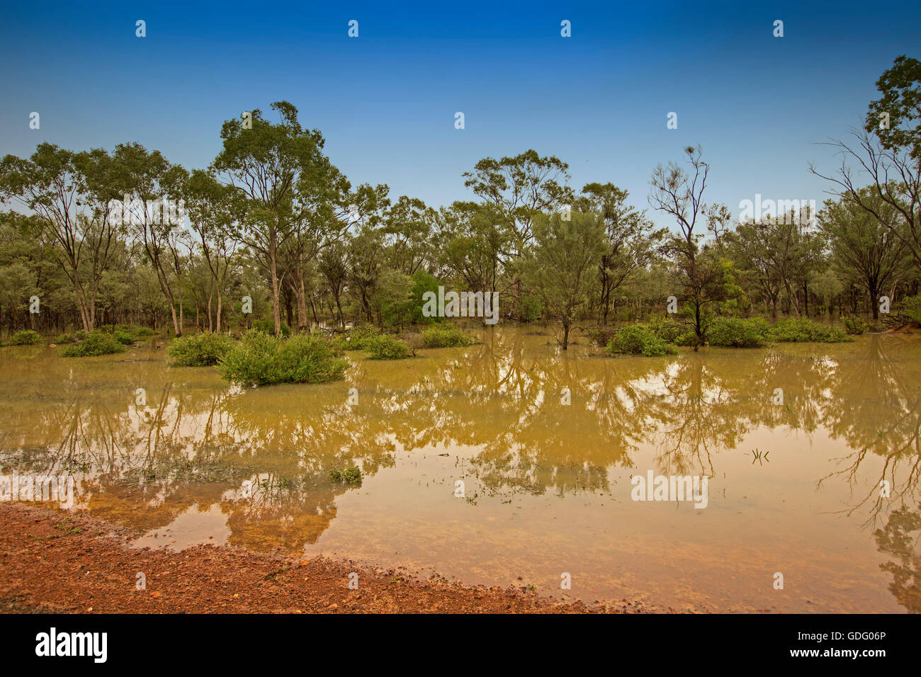 Australische outback Landschaft nach dem Regen, mit niedrigen Bäumen, Sträuchern, smaragdgrüne Gräser entsteigen & spiegelt sich in der Weite des schlammigen Wasser unter blauem Himmel Stockfoto