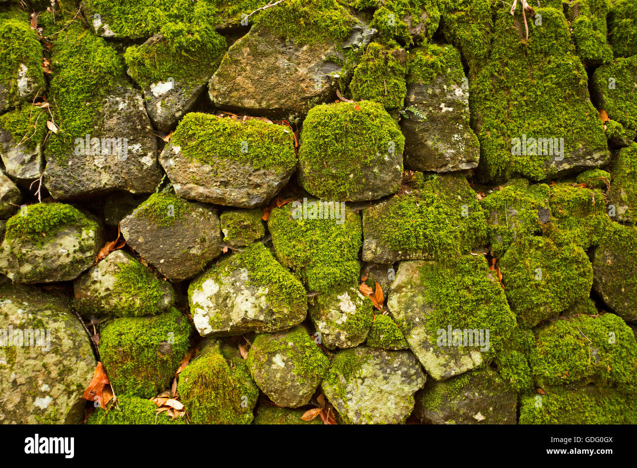 Nahaufnahme der Sektion der Trockenmauer mit Smaragd grünem Moos getarnt Stockfoto