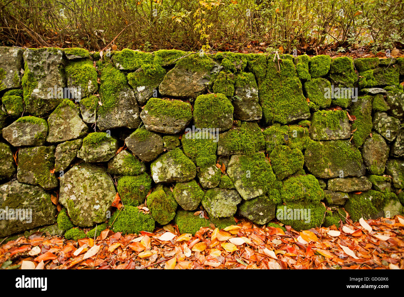 Trockenen Stein Garten Stützmauer getarnt mit Smaragd grünem Moos mit goldener Herbst Blätter an Basis Stockfoto
