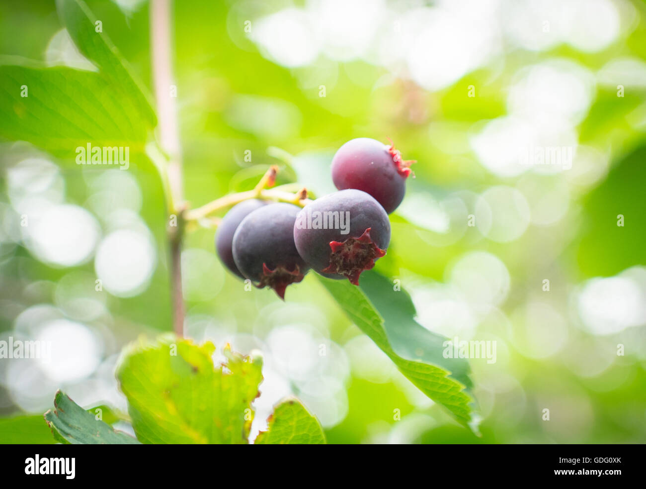 Saskatoon-Beeren (Amelanchier Alnifolia).  Auch bekannt als Juneberries, Serviceberries, Shadberries und Taube Beeren. Stockfoto