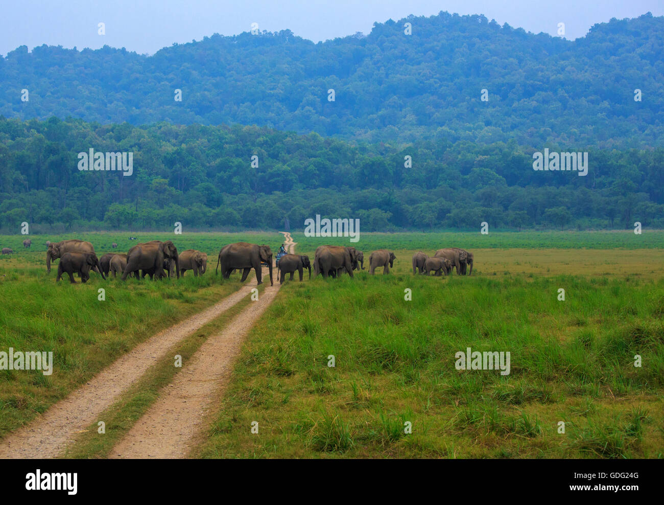 Elefantenherde beim Überqueren der Straße Safari (Bilder aus dem Monat Corbett-Nationalpark, Indien) Stockfoto