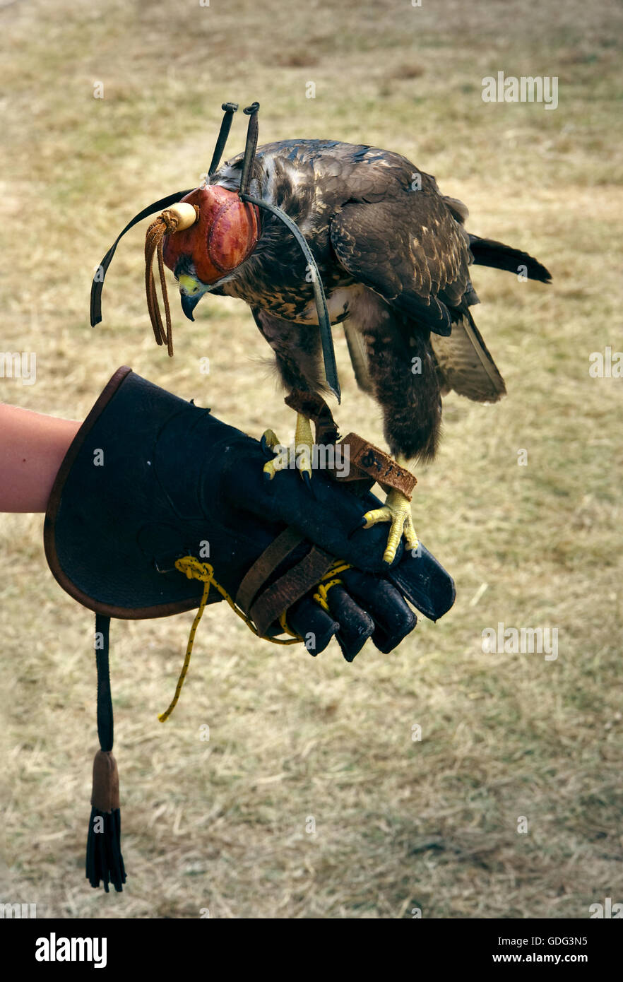 Falknerei alten Ausbildung Stockfoto
