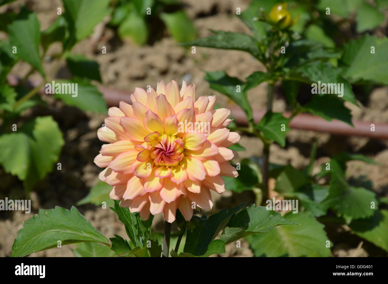 Orange Dhalia in voller Blüte. Stockfoto