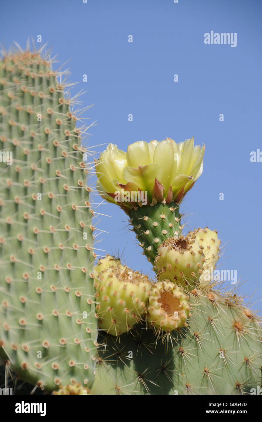 Feigenkaktus, Kaktus, Blume Stockfoto