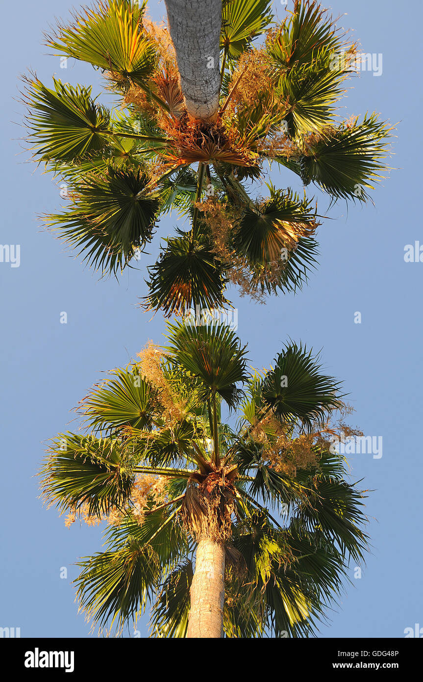 Handfläche, Baum, Zwillinge Stockfoto