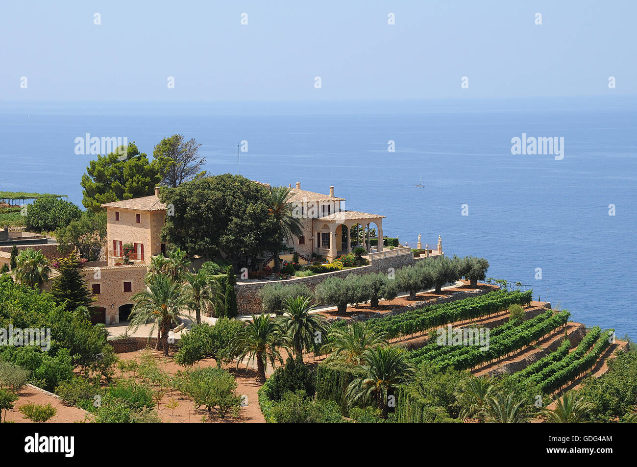 Mallorca, Mallorca, Balearen, Olivenbäume, Aussichtspunkt, Terrasse, Wein, Trauben Stockfoto