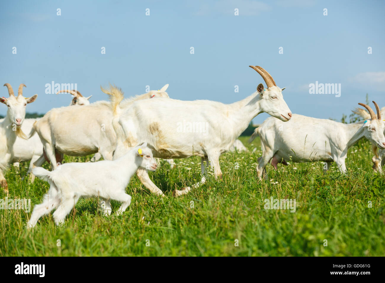 Junge Zicklein mit einer Herde auf der Weide auf einem ländlichen Bauernhof Stockfoto