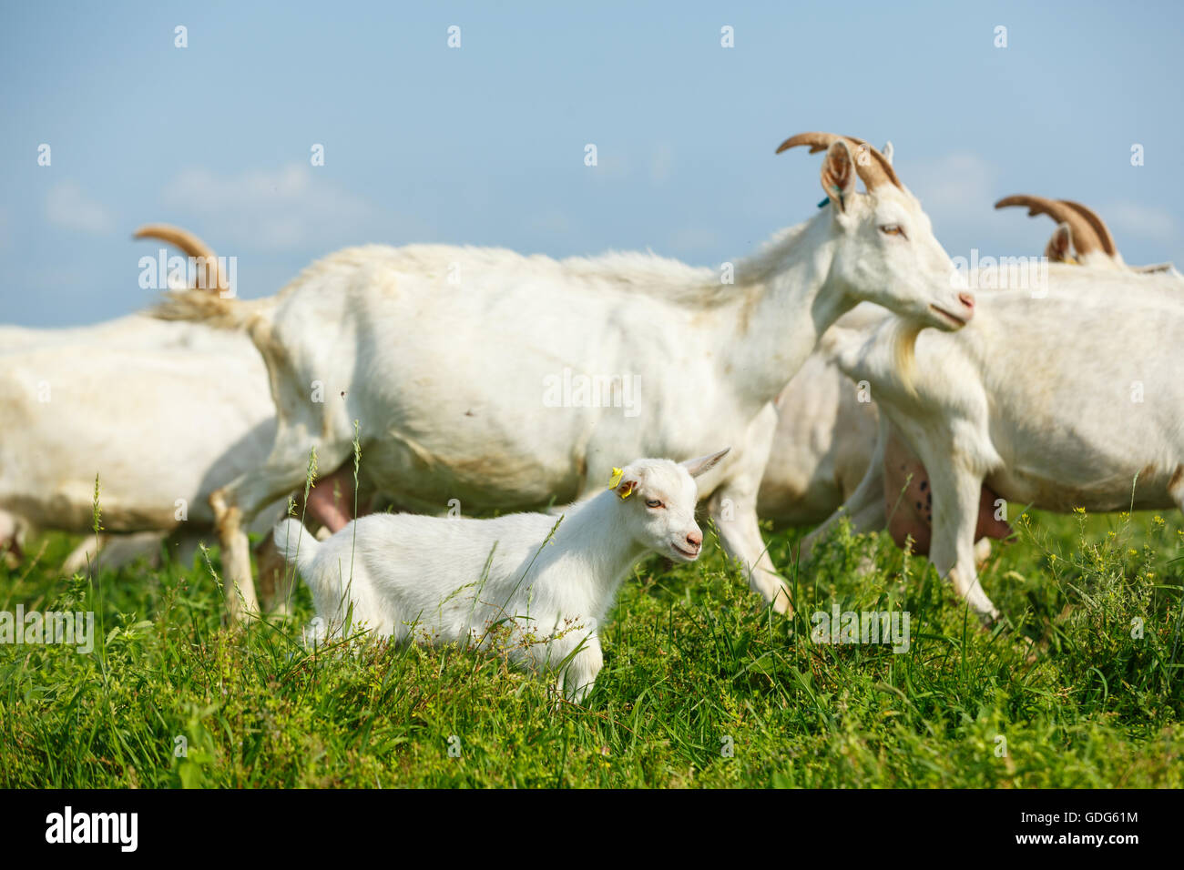 Junge Zicklein mit einer Herde auf der Weide auf einem ländlichen Bauernhof Stockfoto